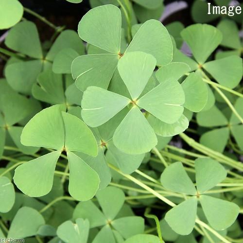 （ビオトープ）水生植物　ナンゴクデンジソウ（１ポット）　抽水〜浮葉植物（休眠状態）