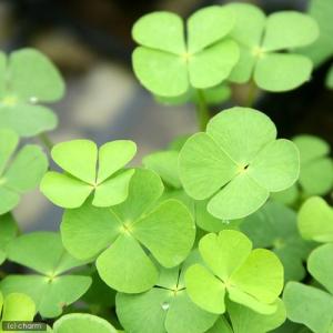(ビオトープ)水生植物 ナンゴクデンジソウ(1...の詳細画像2