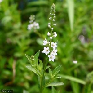 （ビオトープ）水辺植物　ヌマトラノオ（１ポット）　湿生植物｜chanet