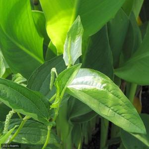 （ビオトープ）水生植物　ハンゲショウ（１ポット）　抽水植物