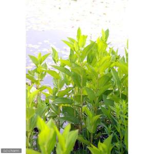 (ビオトープ)水生植物 ハンゲショウ(1ポット...の詳細画像1
