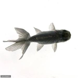 （国産金魚）青秋錦　深見養魚場産（１匹）