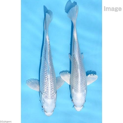 （錦鯉）プラチナ錦鯉　ニシキゴイ　８〜１３ｃｍ（１匹）