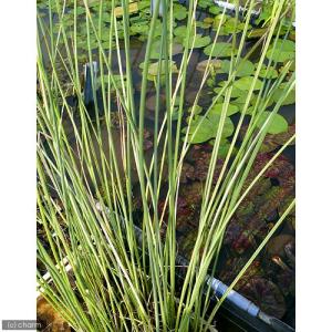 (ビオトープ)水生植物 タテジマフトイ(1ポッ...の詳細画像1