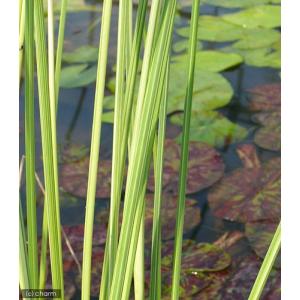 (ビオトープ)水生植物 タテジマフトイ(1ポッ...の詳細画像2