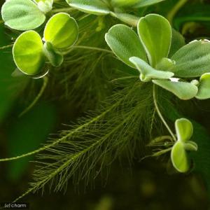 (ビオトープ)水生植物 タテジマフトイ(1ポッ...の詳細画像3
