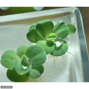 (ビオトープ)水生植物 タテジマフトイ(1ポッ...の詳細画像4