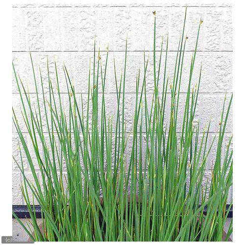 （ビオトープ）水生植物　フトイ（１ポット）　抽水植物（休眠状態）