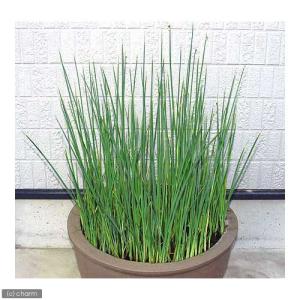 (ビオトープ)水生植物 フトイ(1ポット) 抽水植物の詳細画像1