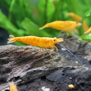 (エビ)オレンジチェリーシュリンプ(18匹) 北...の商品画像