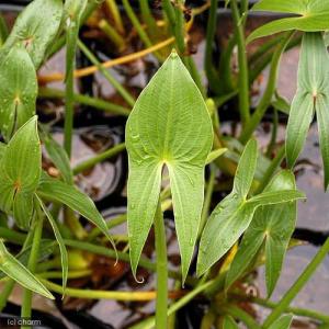 (ビオトープ)水生植物 タイリンオモダカ 3号...の詳細画像1