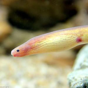 熱帯魚 ピンクの商品一覧 通販 Yahoo ショッピング