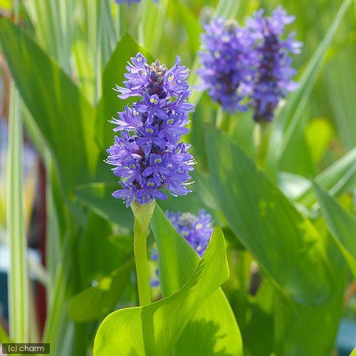 （ビオトープ）水生植物　ポンテデリア　コルダータ（青花）（１ポット）　抽水植物