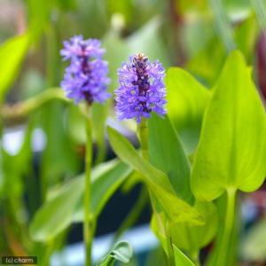 (ビオトープ)水生植物 ポンテデリア コルダー...の詳細画像1