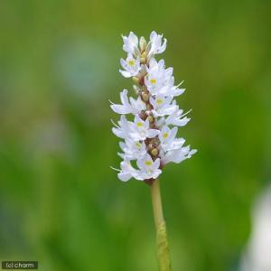（ビオトープ）水辺植物　ポンテデリア　コルダータ　アルバ（白花）（１ポット）　抽水植物（休眠株）