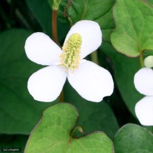 （ビオトープ）水生植物　ドクダミ（１ポット）　湿生植物（休眠状態）