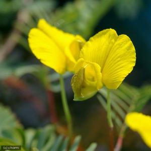 （ビオトープ／水生植物）オオバミズオジギソウ（大葉水含羞草）１０〜２０ｃｍ（１本）抽水植物　北海道航空便要保温