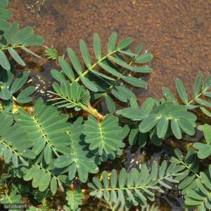 (ビオトープ/水生植物)オオバミズオジギソウ(...の詳細画像1