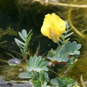(ビオトープ/水生植物)オオバミズオジギソウ(...の詳細画像2