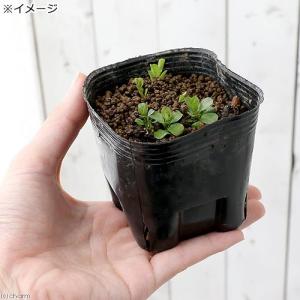 (ビオトープ)水生植物 ミズキンバイ(3ポット...の詳細画像2