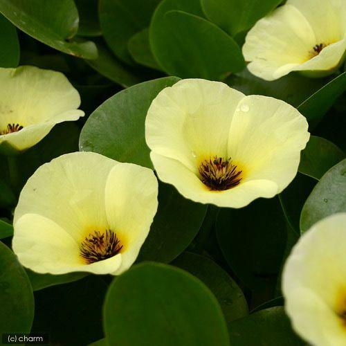 （ビオトープ）水生植物　ウォーターポピー（ミズヒナゲシ）（１ポット）　浮葉植物