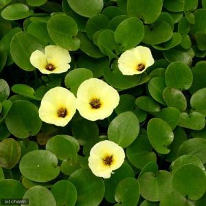 (ビオトープ)水生植物 ウォーターポピー(ミズ...の詳細画像2