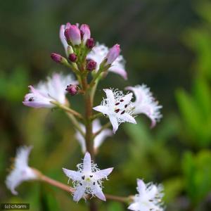 （ビオトープ）水辺植物　ミツガシワ（１本）　抽水植物｜chanet