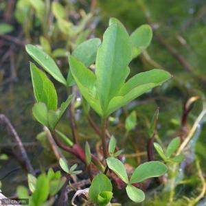 (ビオトープ)水生植物 ミツガシワ(1本) 抽水植物の詳細画像1