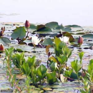 (ビオトープ)水辺植物 ミツガシワ(1本) 抽水植物の詳細画像2