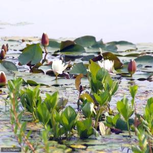 (ビオトープ)水生植物 ミツガシワ(1本) 抽水植物の詳細画像2