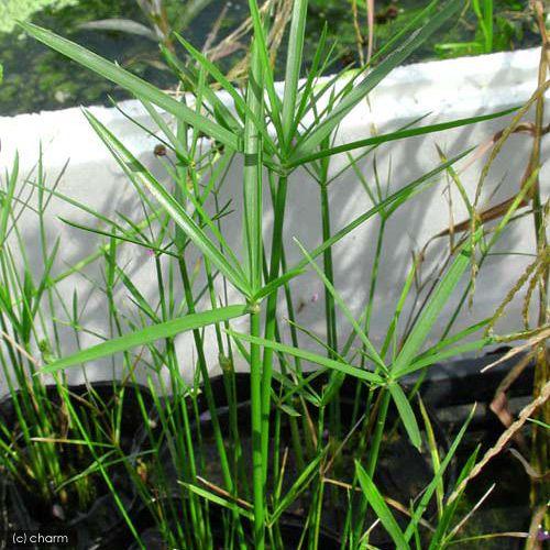 （ビオトープ）水生植物　ミニシペルス（１ポット）　湿性植物