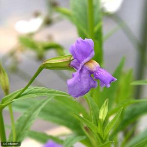 (ビオトープ)水生植物 ミムルス リンゲンス(1...の商品画像