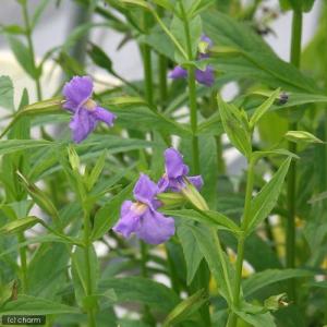 (ビオトープ)水生植物 ミムルス リンゲンス(...の詳細画像1