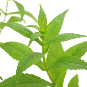 (ビオトープ)水生植物 ミムルス リンゲンス(...の詳細画像3