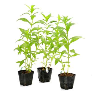 (ビオトープ)水生植物 ミムルス リンゲンス(...の詳細画像4