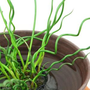 (ビオトープ)水生植物 ラセンイ(1ポット) ...の詳細画像1