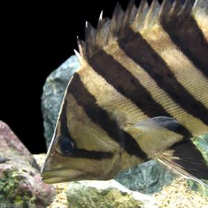 熱帯魚）ダトニオプラスワン Sサイズ（約3．5〜7cm）（3匹
