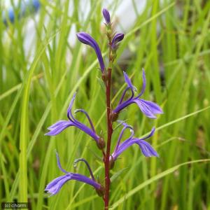 (ビオトープ)水生植物 サワギキョウ(1ポット...の詳細画像1