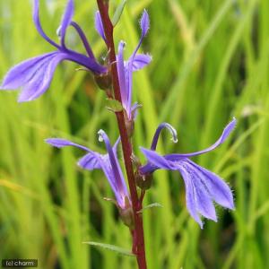 (ビオトープ)水生植物 サワギキョウ(1ポット...の詳細画像2