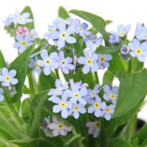 (ビオトープ)水生植物 ワスレナグサ(勿忘草)(...の商品画像