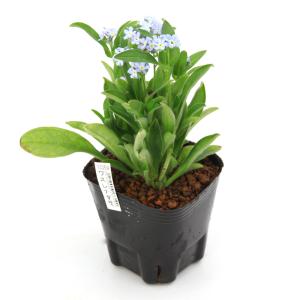 (ビオトープ)水生植物 ワスレナグサ(勿忘草)...の詳細画像2