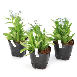 (ビオトープ)水生植物 ワスレナグサ(勿忘草)...の詳細画像3