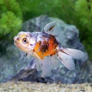 （国産金魚）東錦　萩本氏作出　（１匹）