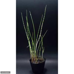 (ビオトープ)水生植物 ヨコシマフトイ(1ポッ...の詳細画像1