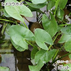 （ビオトープ）水生植物　河骨　ヒメコウホネ（１ポット）　浮葉植物（休眠状態）