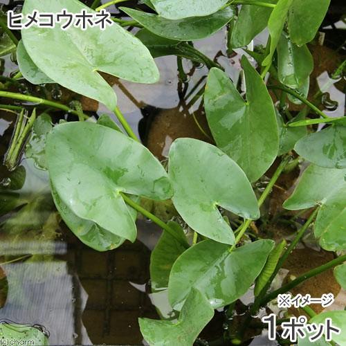 （ビオトープ）水生植物　河骨　ヒメコウホネ（１ポット）　浮葉植物（休眠状態）