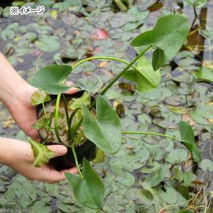 (ビオトープ)水生植物 河骨 ヒメコウホネ(1...の詳細画像1
