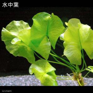 (ビオトープ)水生植物 河骨 ヒメコウホネ(1...の詳細画像2