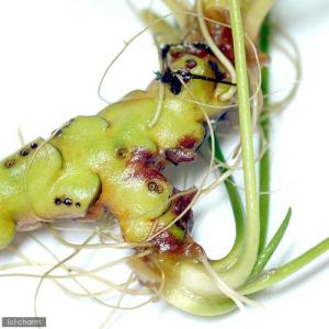 (ビオトープ)水生植物 河骨 ヒメコウホネ(1...の詳細画像3