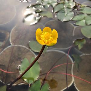 (ビオトープ)水生植物 河骨 ヒメコウホネ(1...の詳細画像4